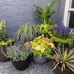 Pet-safe Plant Arrangement Ideas