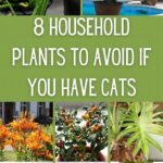 Plants Harmless To Household Cats