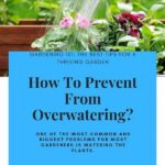 Preventing Overwatering In Flowerbeds