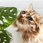 Protecting Pets From Harmful Plants