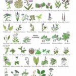 Recognizing Common Wildflower Species