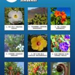 Regional Uniqueness Of Endemic Blooms