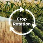 “rotating Crop Seasonal Methods”