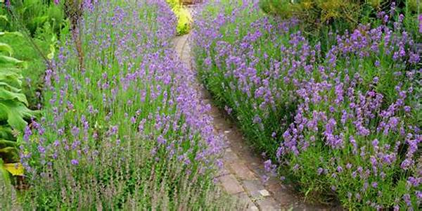 Scented Backyard Plant Selections