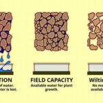 Soil Moisture Levels For Healthy Growth