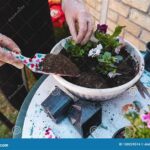 Soil Preparation For Seasonal Flowers