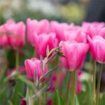 Spring Floral Festival Events
