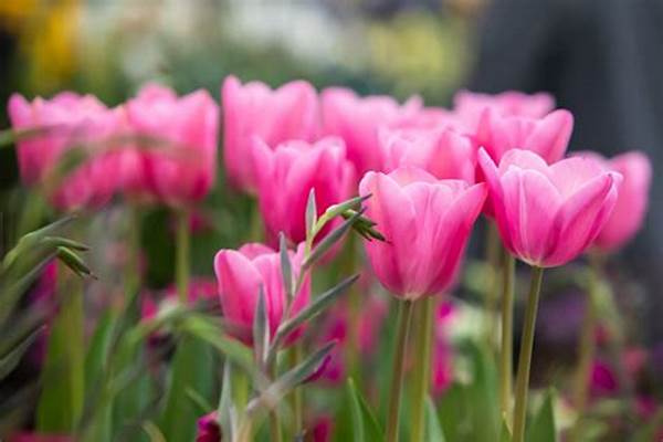 Spring Floral Festival Events