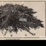 State-based Horticultural Recommendations