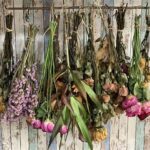 Sustainable Flower Drying Techniques