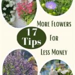 Thrifty Flower Purchase Tips