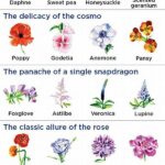 Top Choices For Aromatic Flowers