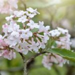 Top Scented Blooming Species