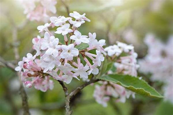 Top Scented Blooming Species