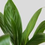 “tropical Evergreen Plant Decor Tips”