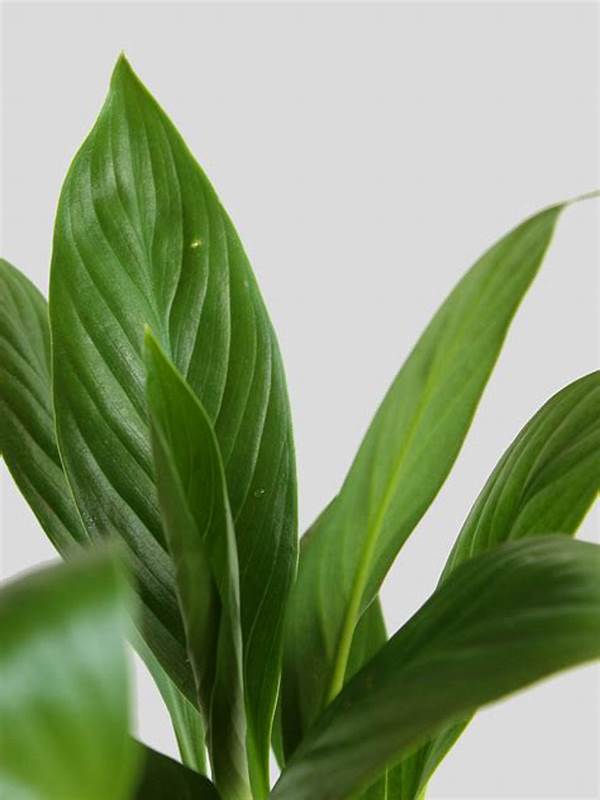 “tropical Evergreen Plant Decor Tips”