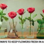 Ways To Keep Flowers Fresh