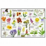 “wildflower Identification Tips And Tricks”