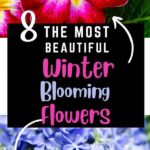 “winter Blooming Flower Guide”