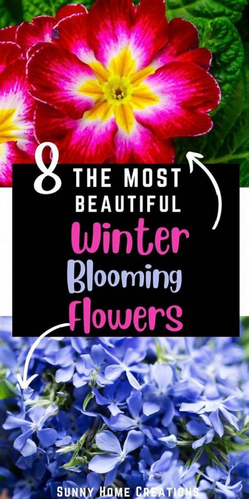 “winter Blooming Flower Guide”
