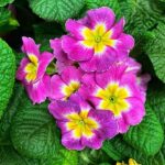 Winter Flowering Plant Nutrition