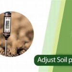 Adjusting Ph For Flower Soil