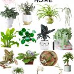 Animal-friendly Home Plant Selection