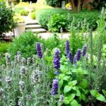 Aromatic Flowers For Landscaping