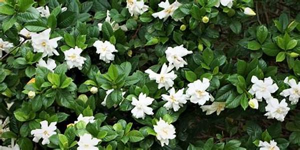 Backyard Fragrance-enhancing Flowers