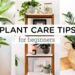 Beginner Plant Care Tips