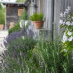 Best Aromatic Backyard Plant Choices