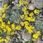 Best Wildflowers For Small Spaces