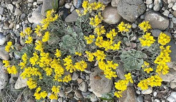 Best Wildflowers For Small Spaces