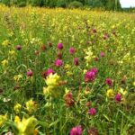 Biodiversity In Wildflower Populations