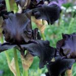 “black Floral Symbolism”