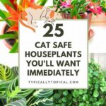 Cat-friendly Houseplants For Decoration