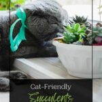 Cat-friendly Indoor Succulents
