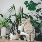 Cat-safe Decorative Plant Options