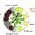 Circadian Rhythm In Plants