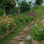 Colorful Summer Garden Blossoms