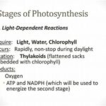 Daylight-dependent Growth Stages