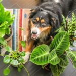 Dog-friendly Plants For Indoors