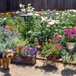 Dog-safe Flower Garden Ideas