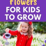 Easy-growing Flowers For Newcomers