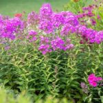 Easy-growing Fragrant Garden Flowers