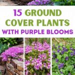 Feline-approved Outdoor Flower Options