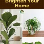 Feline-friendly Home Plant List