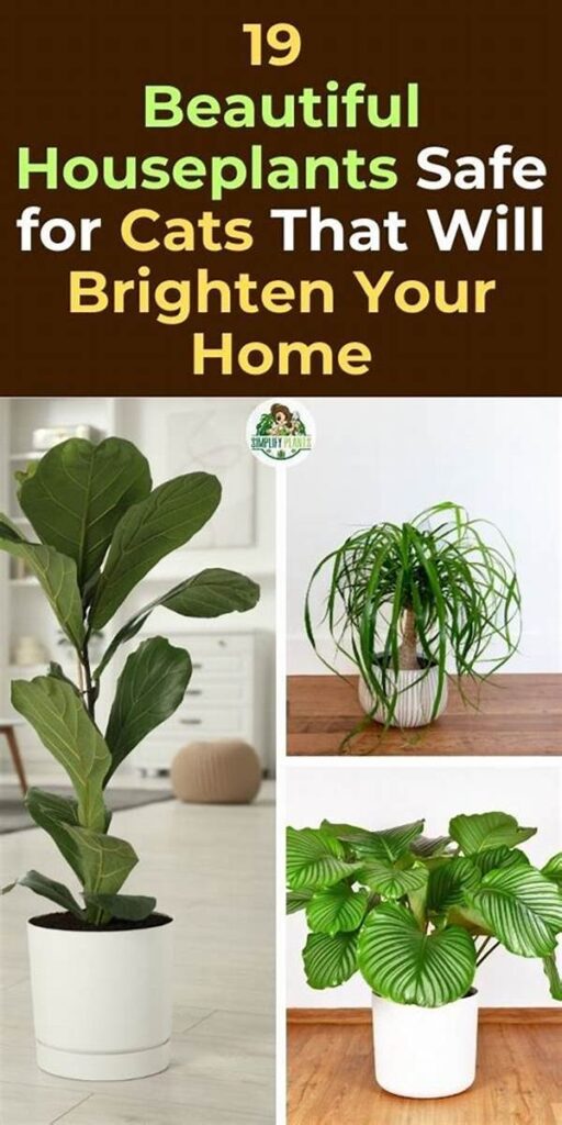 Feline-friendly Home Plant List