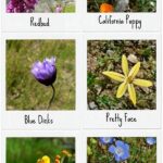 Field Photography For Wildflower Identification