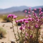 Flowers For Arid Climates